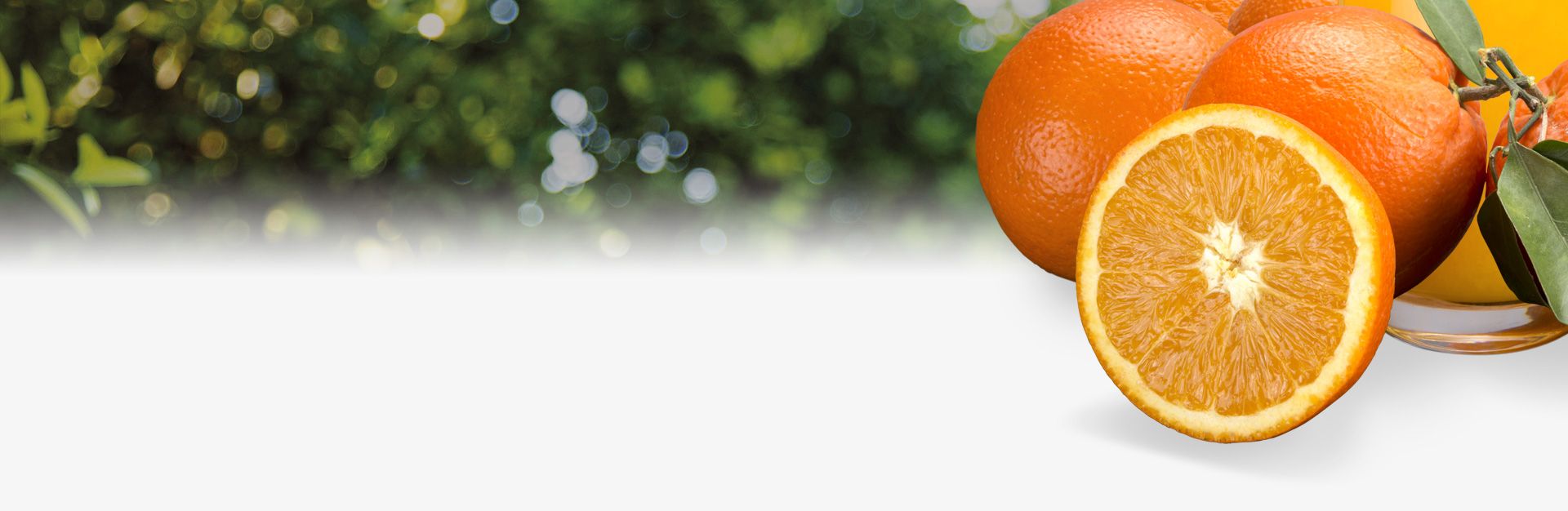  Naranjas sin seleccionar