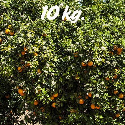 Naranjas sin seleccionar. Caja de 10kg