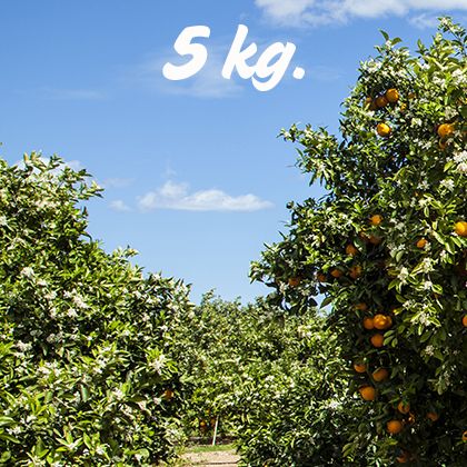 Naranjas sin seleccionar. Caja de 5kg