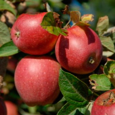 Caja de 3,5kg. de Manzanas Starking