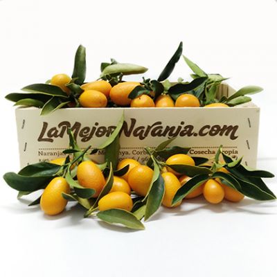 Kumquats LaMejorNaranja