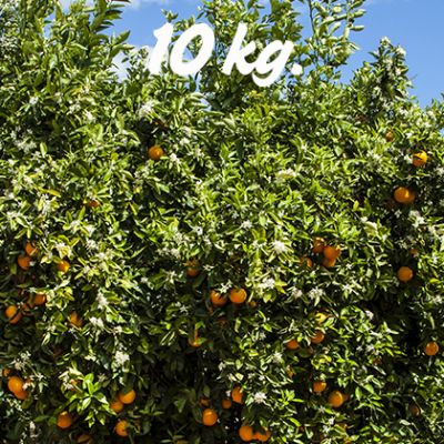 Naranjas Sin Seleccionar 10 Kilos
