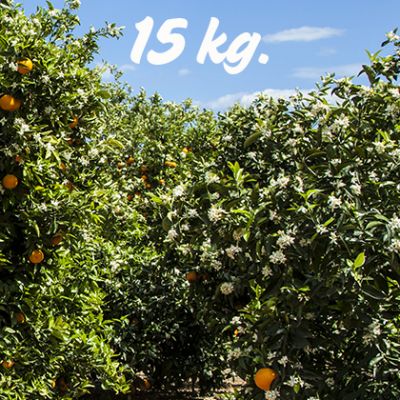 Naranjas sin seleccionar. Caja de 15kg