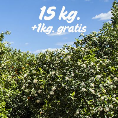 Naranjas sin seleccionar 15 Kilos + 1kg. GRATIS!