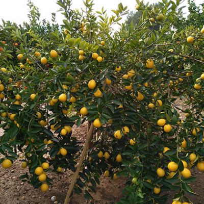 LImequats LaMejorNaranja