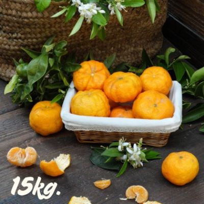 Clementinas "Calabaza" 15 Kilos