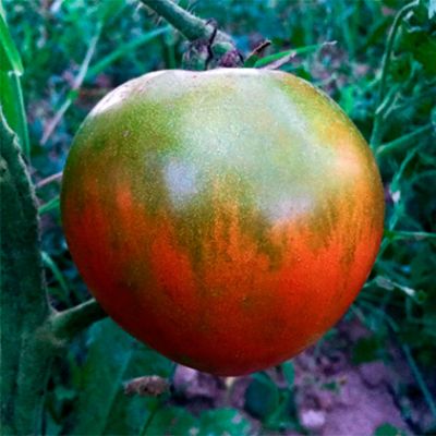 Tomate Valenciano 5kg.