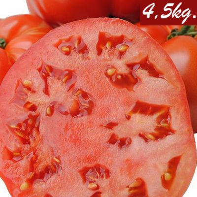 Caja de 4,5kg. de tomates de Navarra. Variedad Jack.